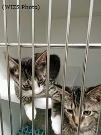 vance-animal-shelter-kitty-2-100116