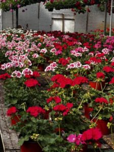 Bright red and pink geraniums in pots arranged in a greenhouse, with hanging baskets overhead.