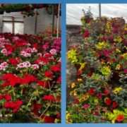Two adjacent panels show abundant geraniums in a garden—left panel with pink and red blooms, right panel with mixed red, yellow, and orange flowers beside green foliage.