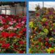 Two adjacent panels show abundant geraniums in a garden—left panel with pink and red blooms, right panel with mixed red, yellow, and orange flowers beside green foliage.