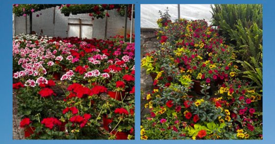 Two adjacent panels show abundant geraniums in a garden—left panel with pink and red blooms, right panel with mixed red, yellow, and orange flowers beside green foliage.